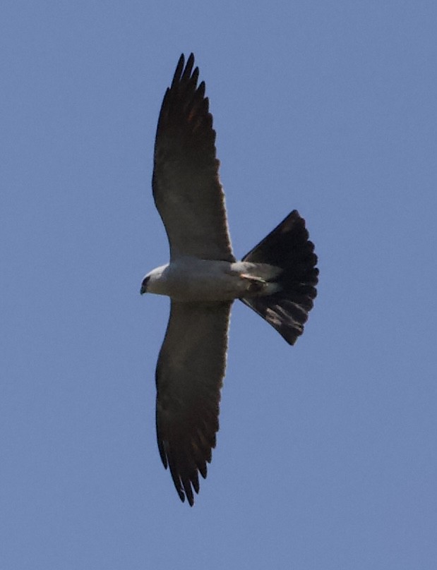 Mississippi Kite - ML459706571