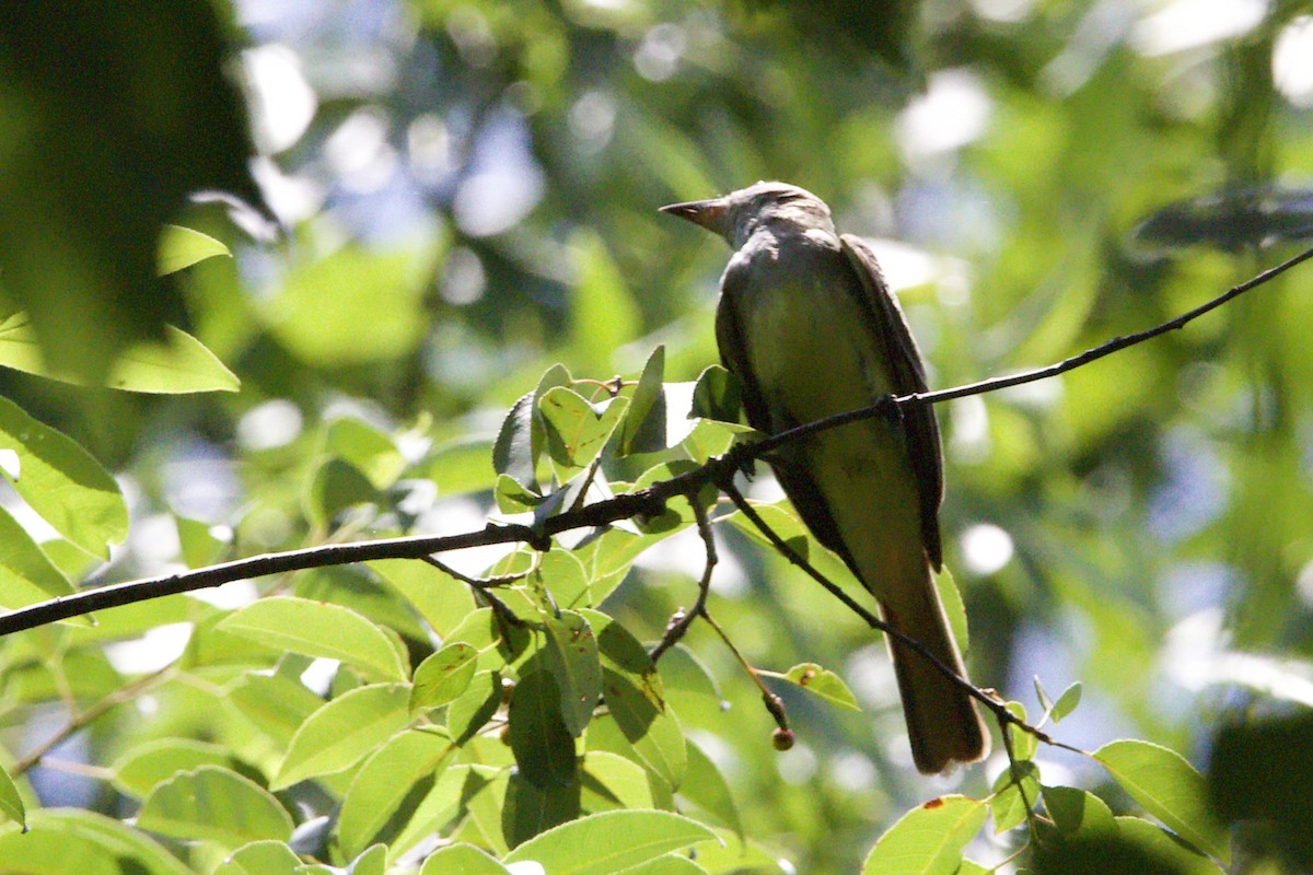 Great Crested Flycatcher - ML459706621