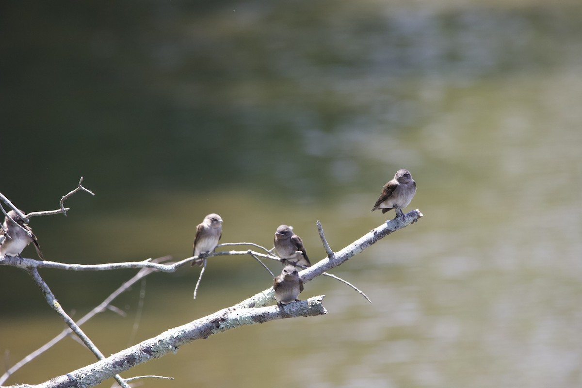 Northern Rough-winged Swallow - ML459706671