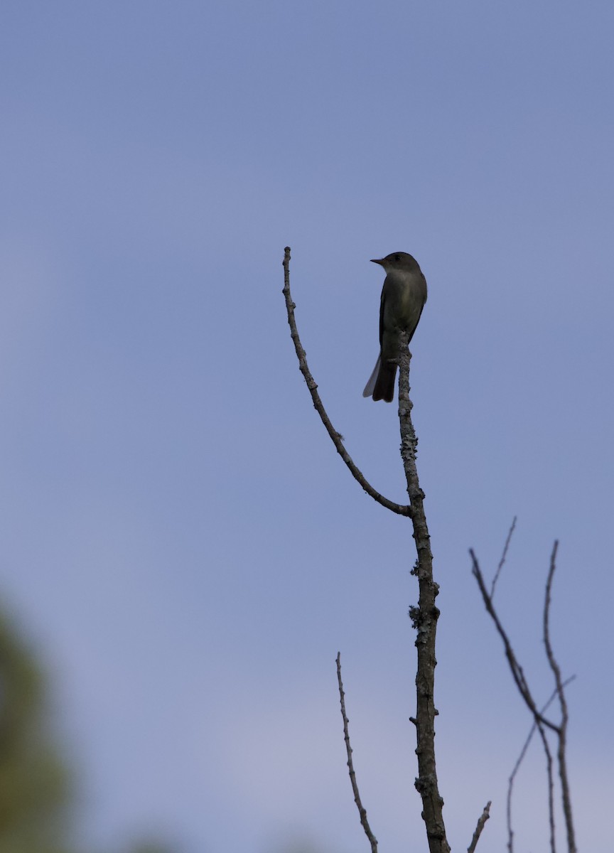 Eastern Wood-Pewee - ML459707001