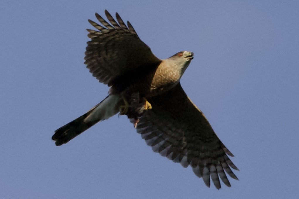 Cooper's Hawk - ML459707051