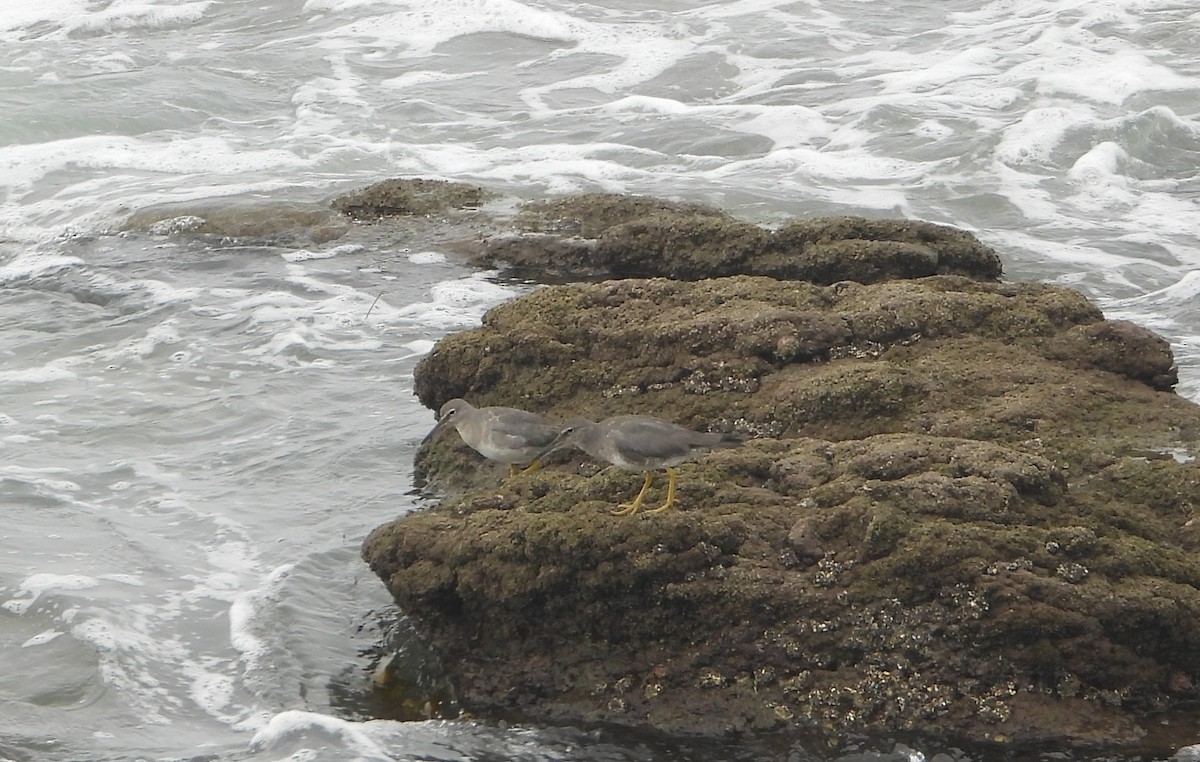 Wandering Tattler - ML459707081