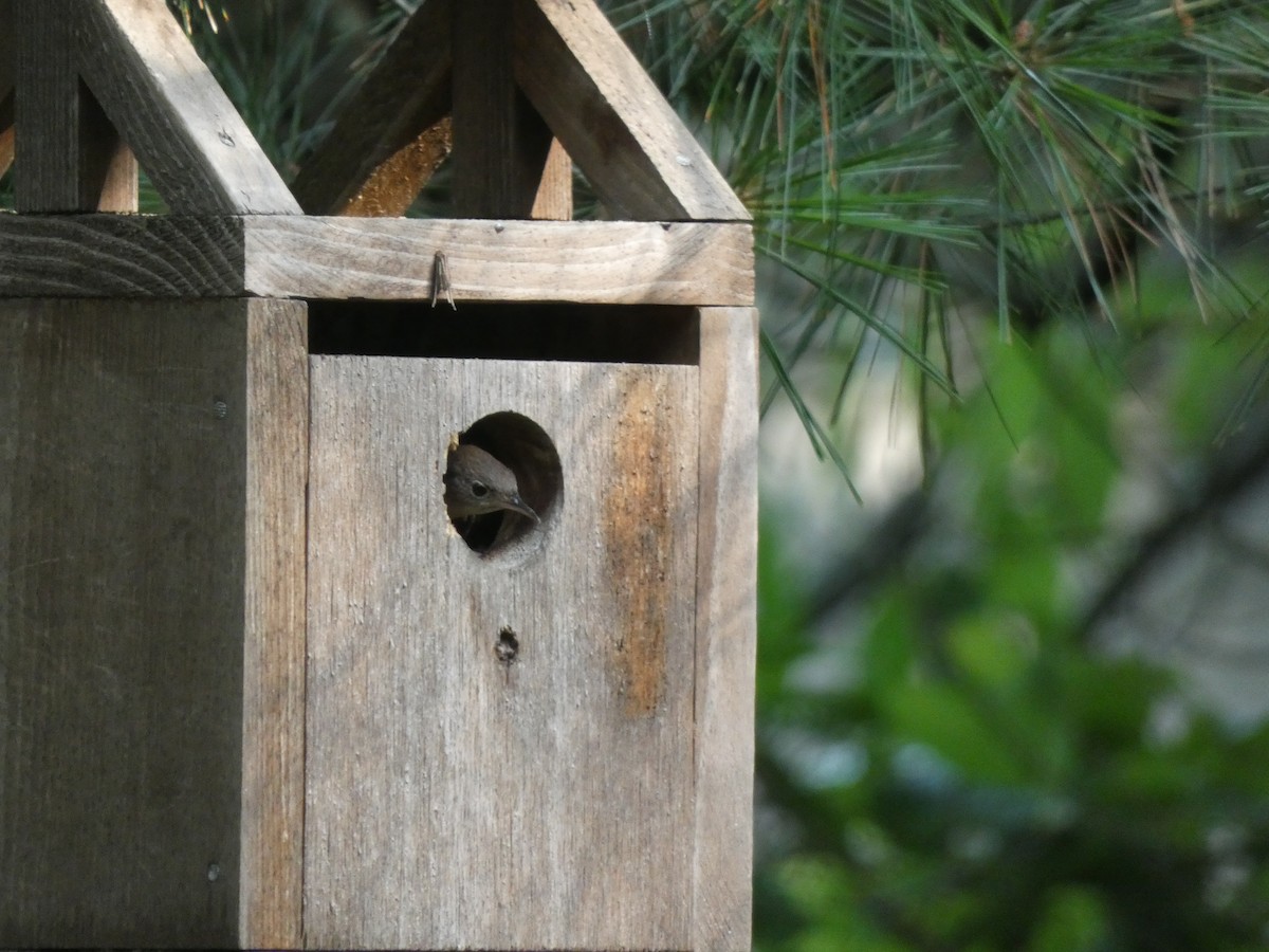 House Wren - ML459707341