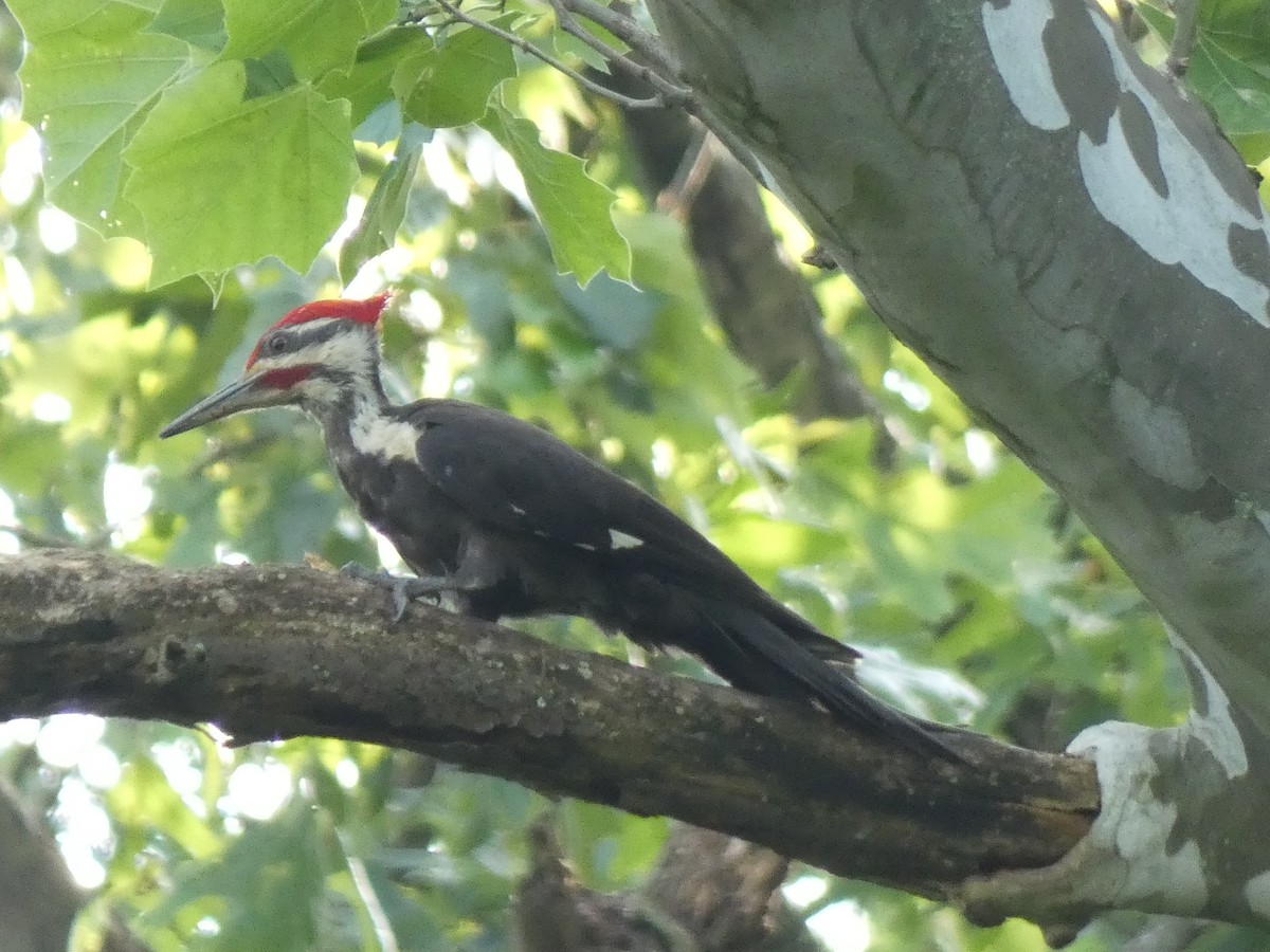 Pileated Woodpecker - ML459707581