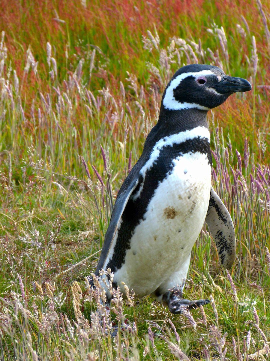 Magellanic Penguin - David Vickers