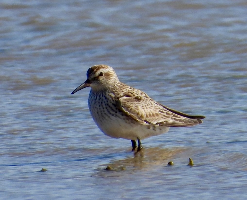 White-rumped Sandpiper - ML459708461