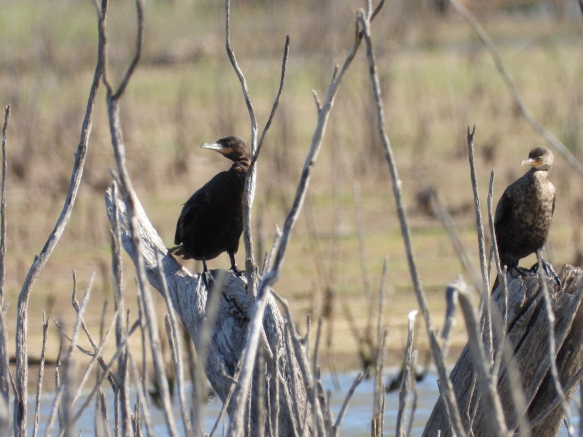 Cormorán Biguá - ML459708611