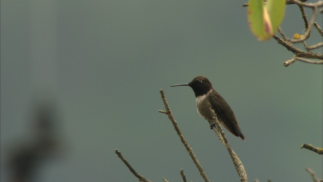 Colibri à gorge noire - ML459709