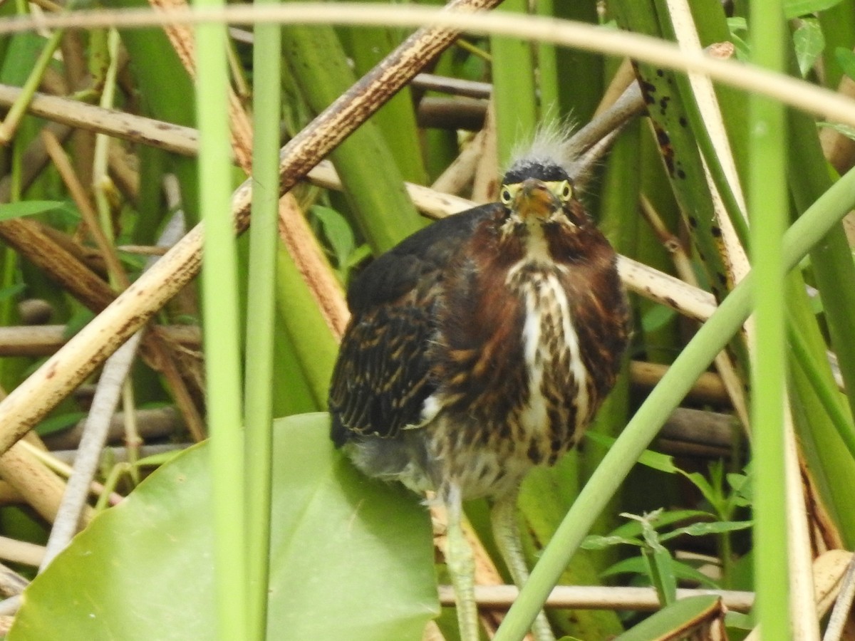 Green Heron - ML459709001