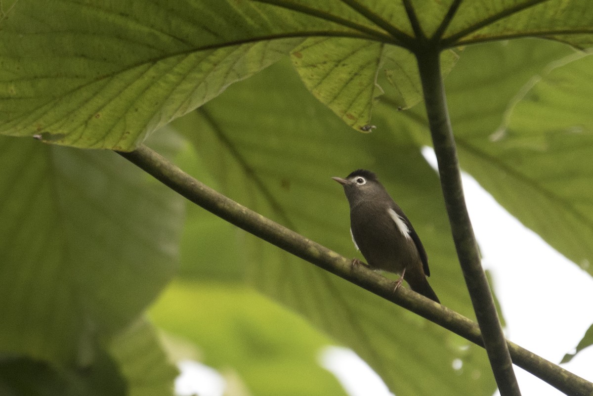 Black-capped Speirops - ML459709861