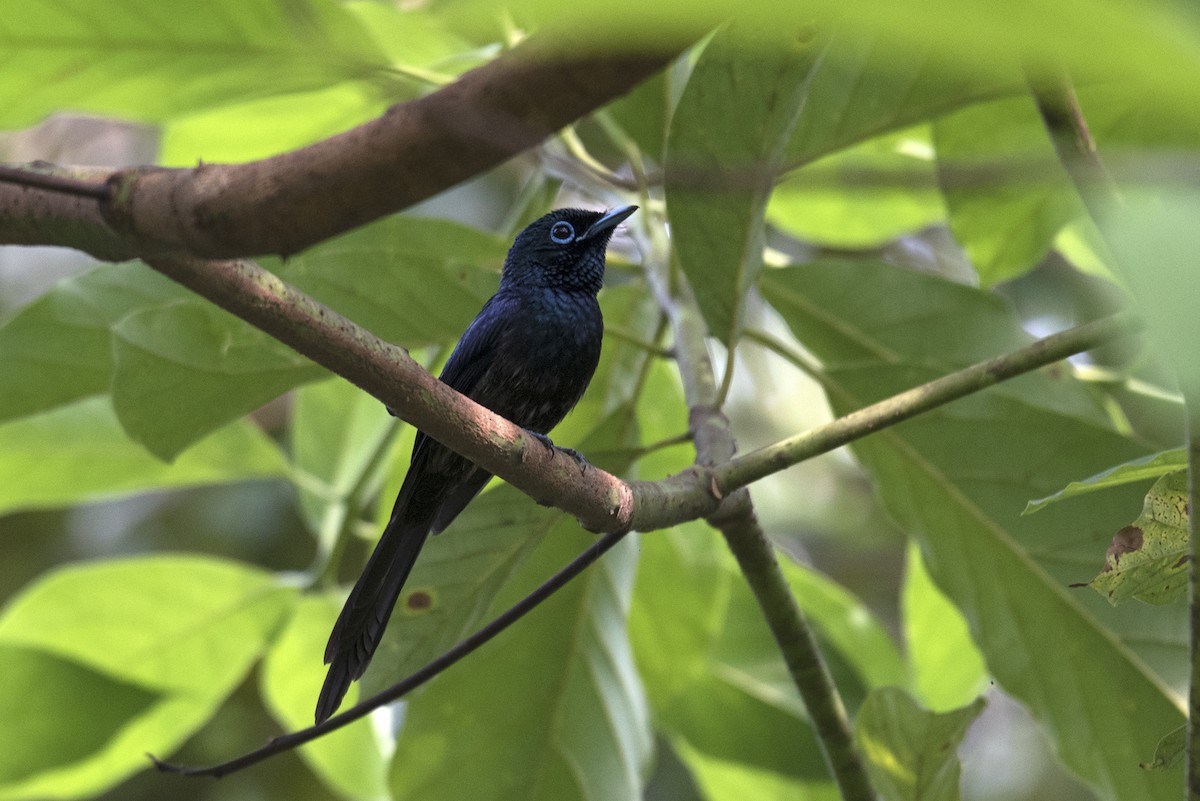 Sao Tome Paradise-Flycatcher - ML459710001