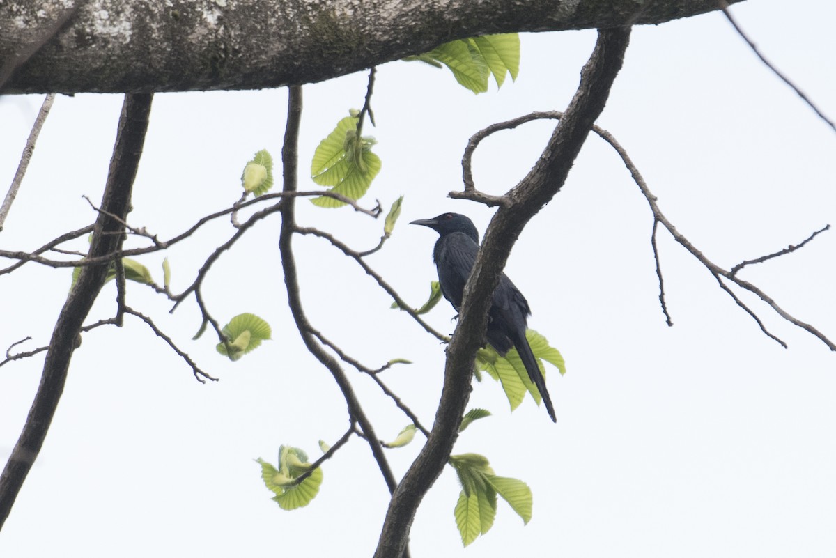 Chestnut-winged Starling - ML459710031