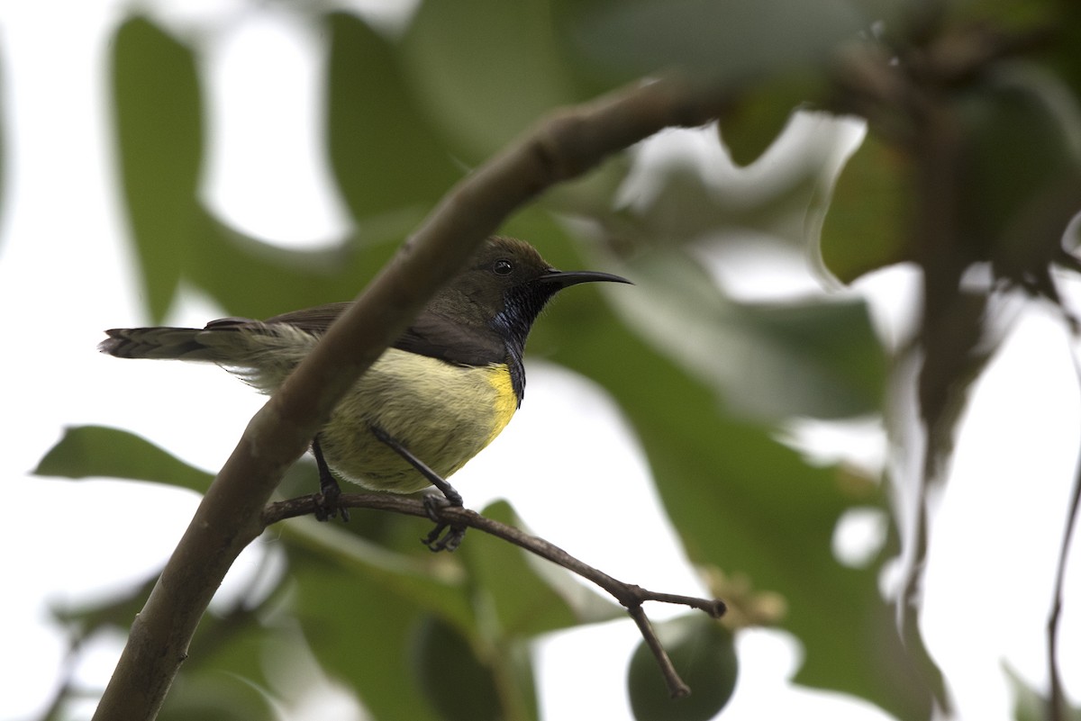 Newton's Sunbird - ML459710041