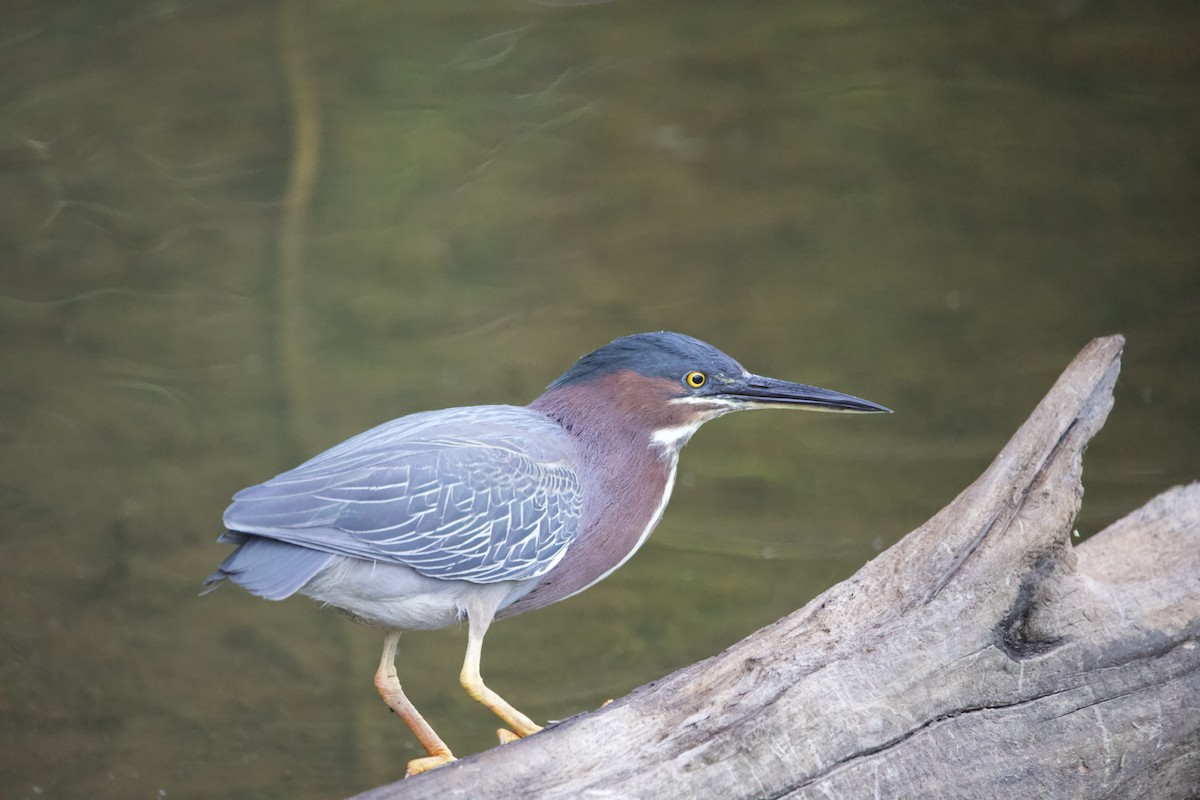 Green Heron - ML459710051