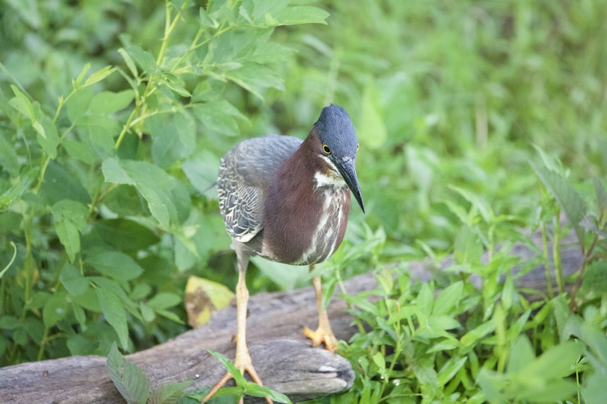 Green Heron - ML459710061