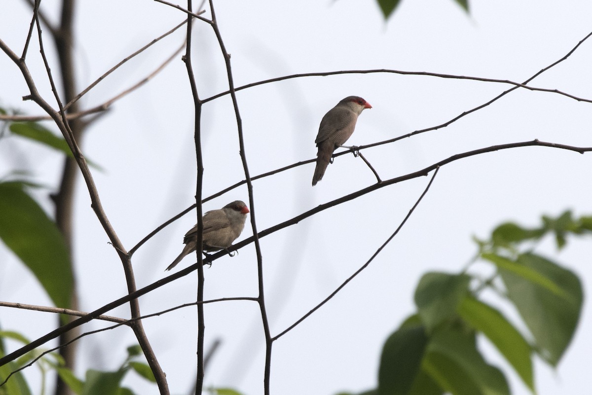 Common Waxbill - ML459710141