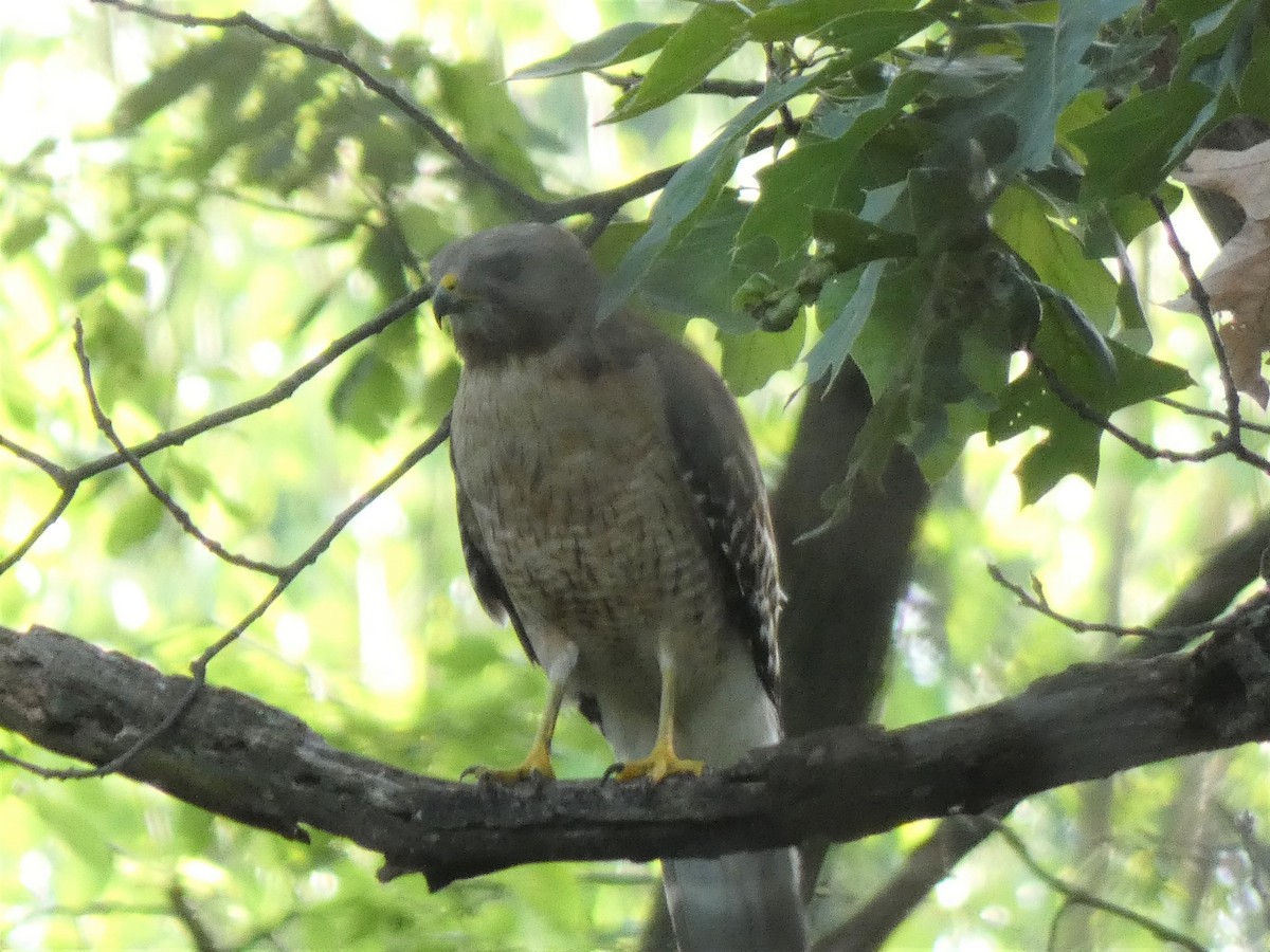 Red-shouldered Hawk - ML459710161