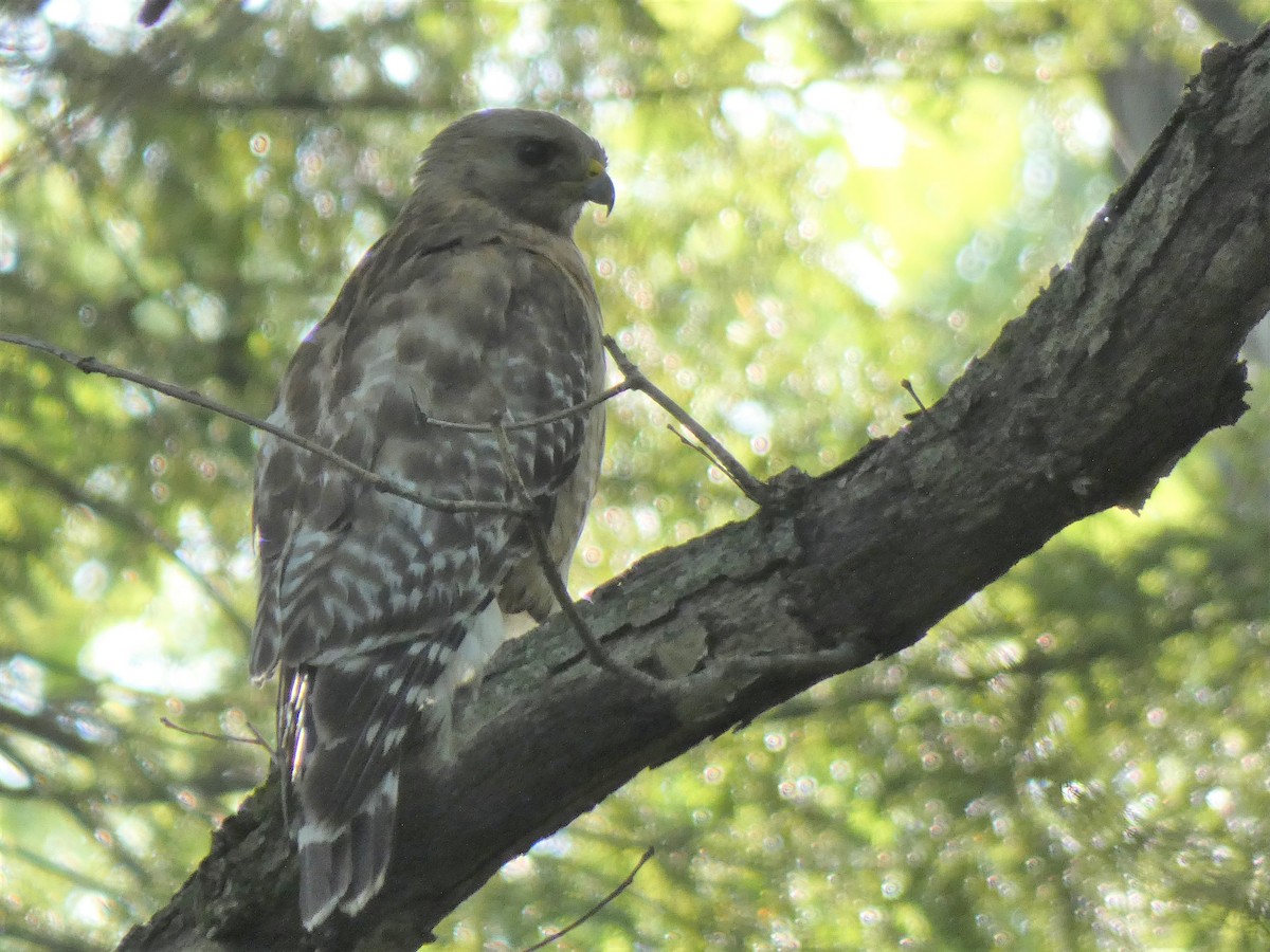 Red-shouldered Hawk - ML459710171