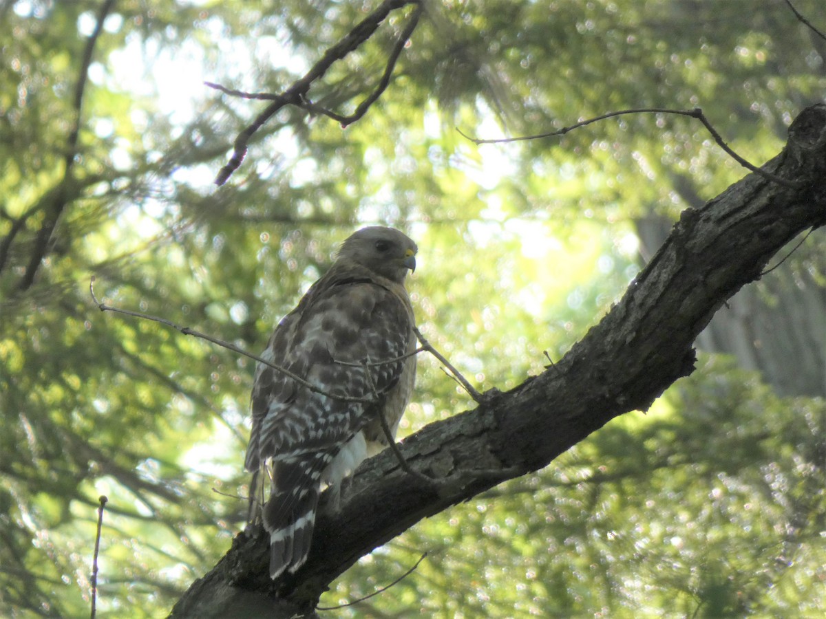 Red-shouldered Hawk - ML459710181