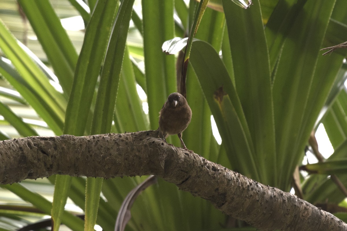 Principe Seedeater - ML459710331