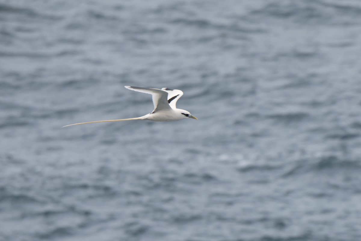 White-tailed Tropicbird - ML459710521