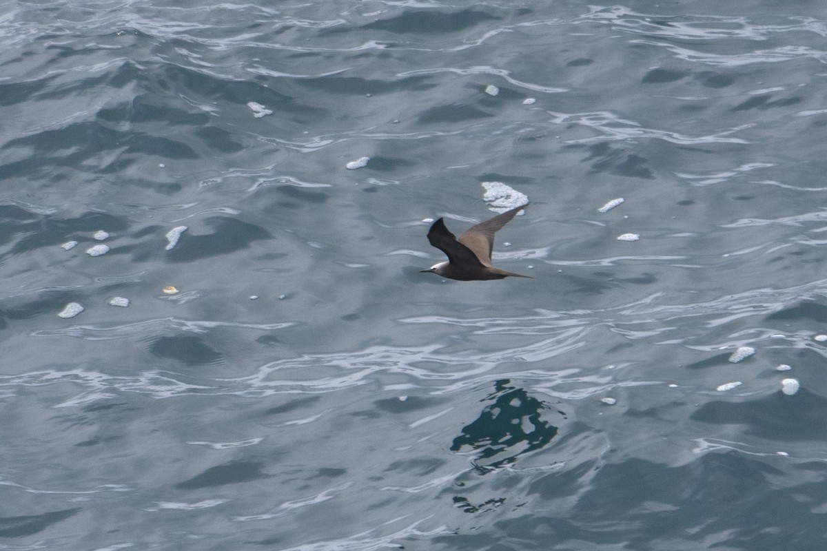 Brown Noddy - ML459710541