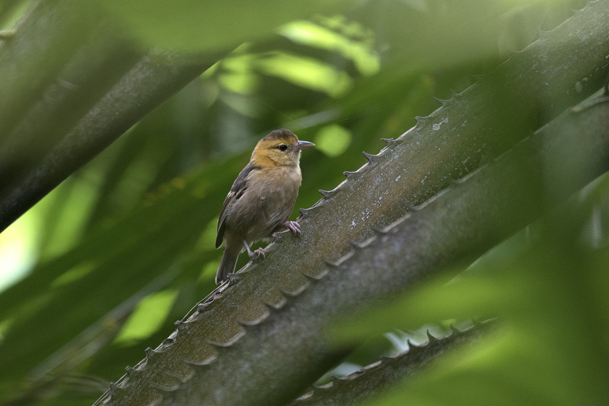 Sao Tome Weaver - ML459710611