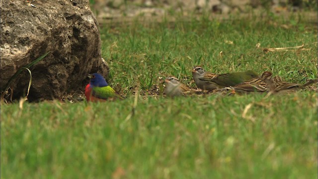 Painted Bunting - ML459711