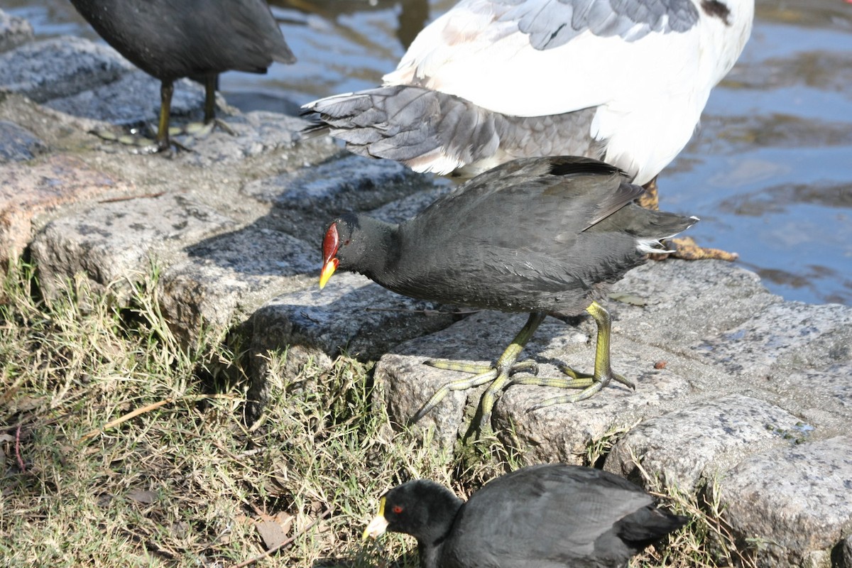 Red-fronted Coot - ML459711091