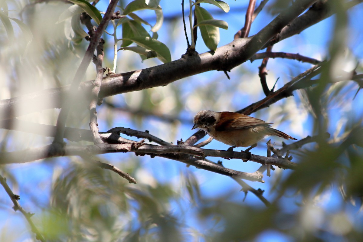 Eurasian Penduline-Tit - ML459711741