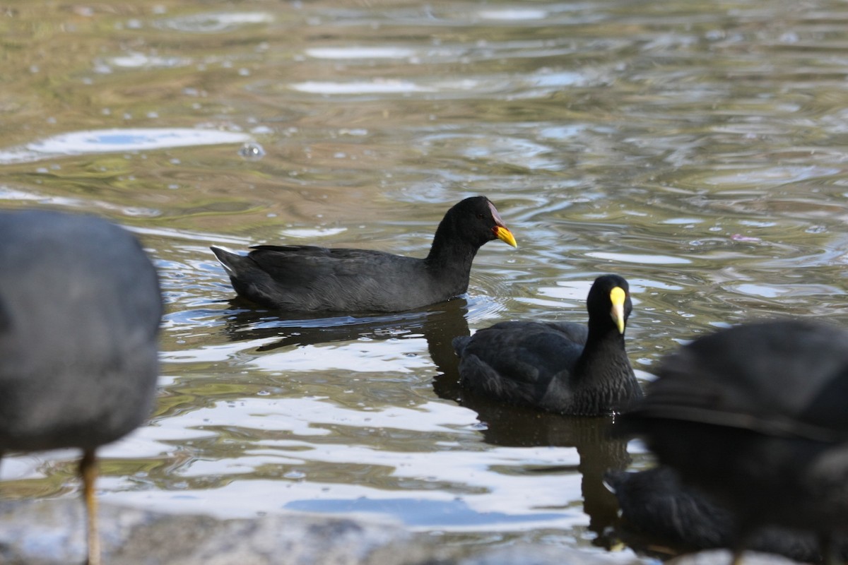 Red-fronted Coot - ML459712091