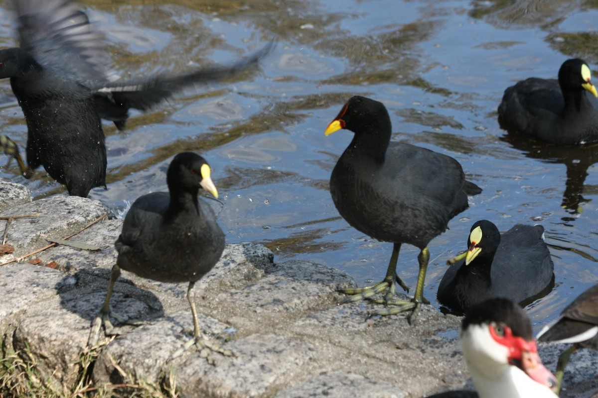 Red-fronted Coot - ML459712101