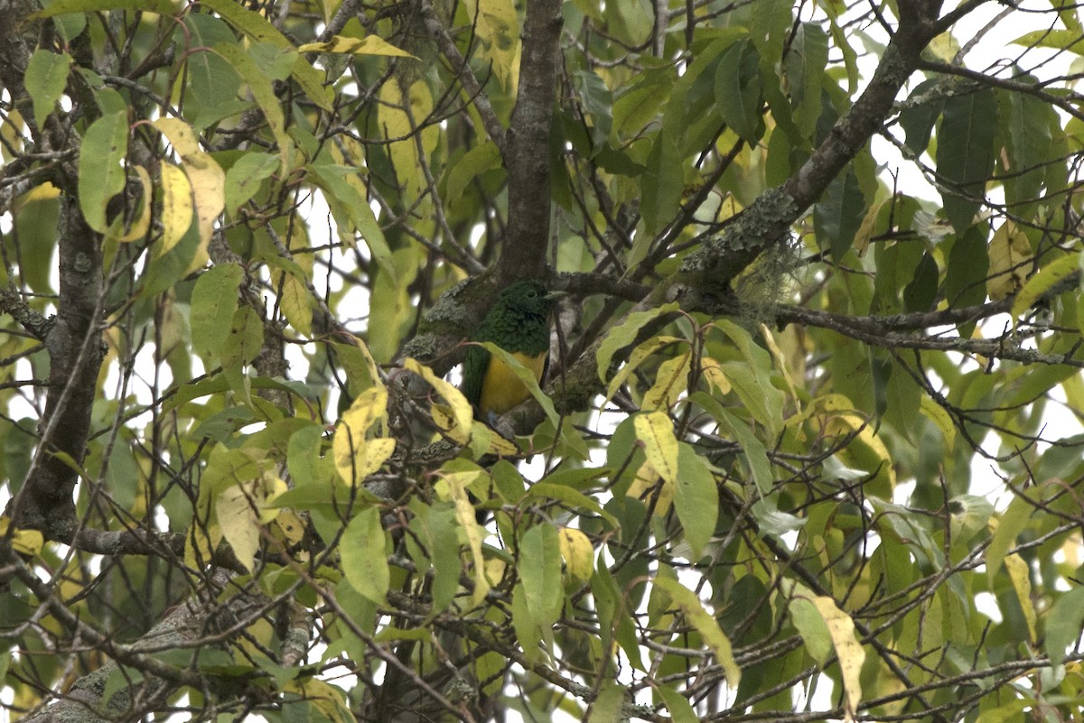 African Emerald Cuckoo - ML459712271