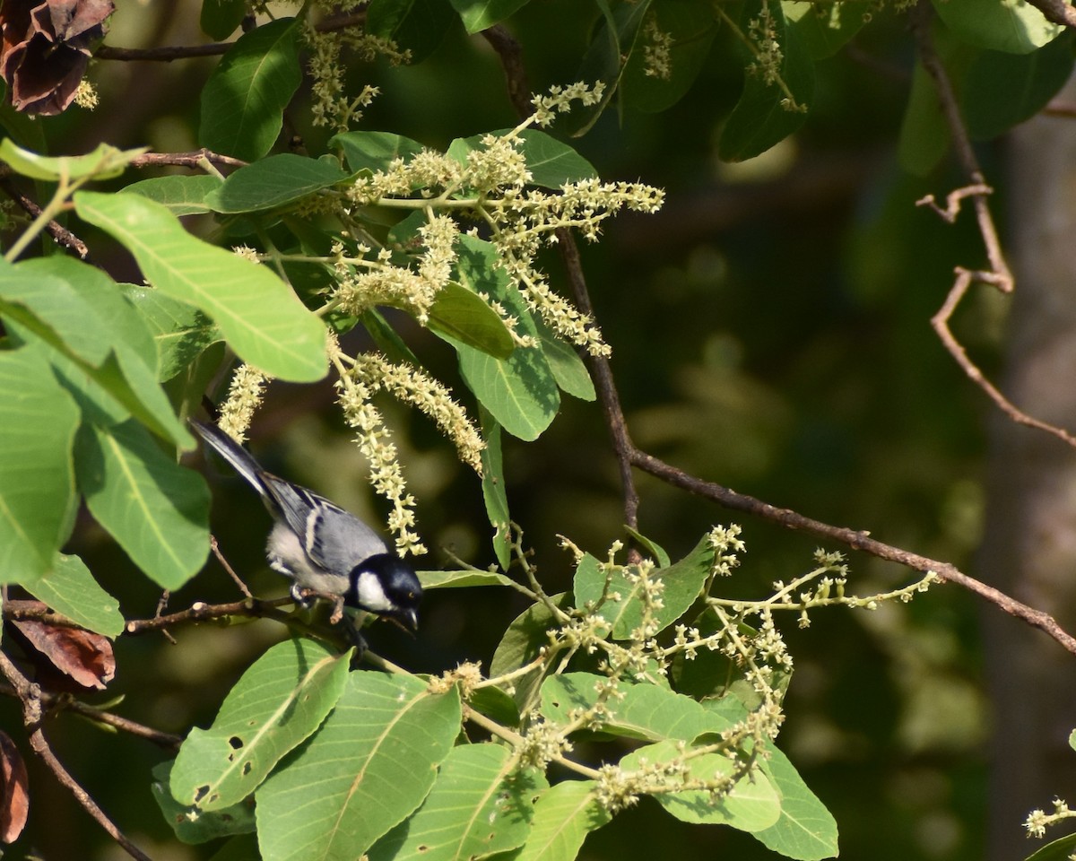 Asian Tit (Cinereous) - ML459712361