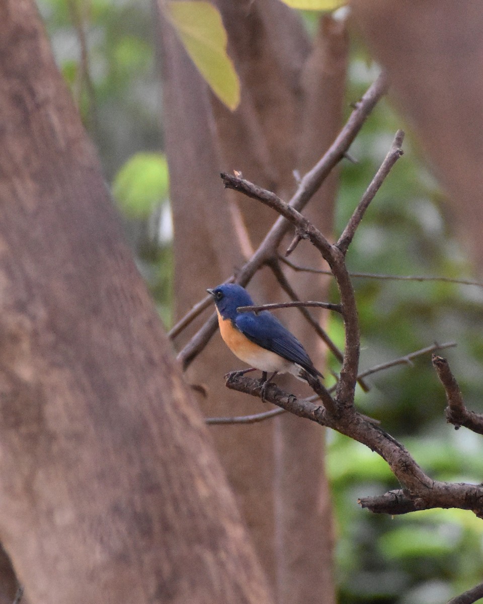 Tickell's Blue Flycatcher - ML459712391