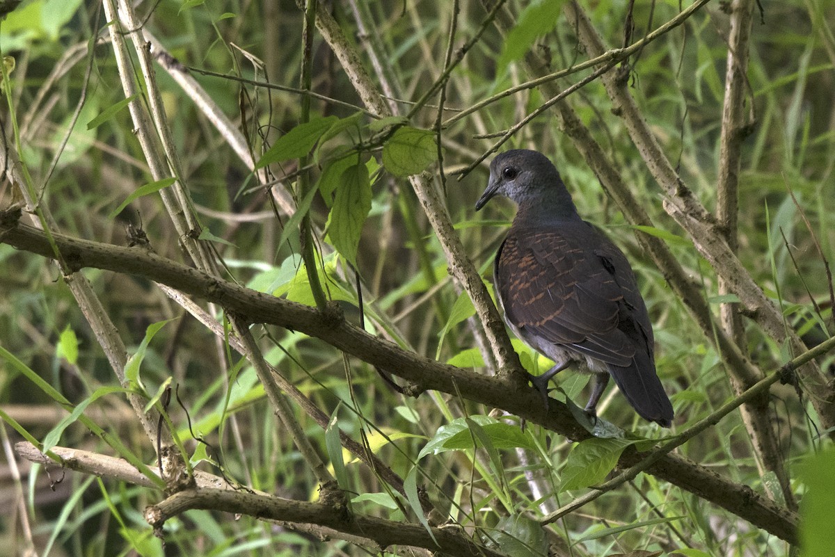 Paloma Caripálida (simplex) - ML459712451