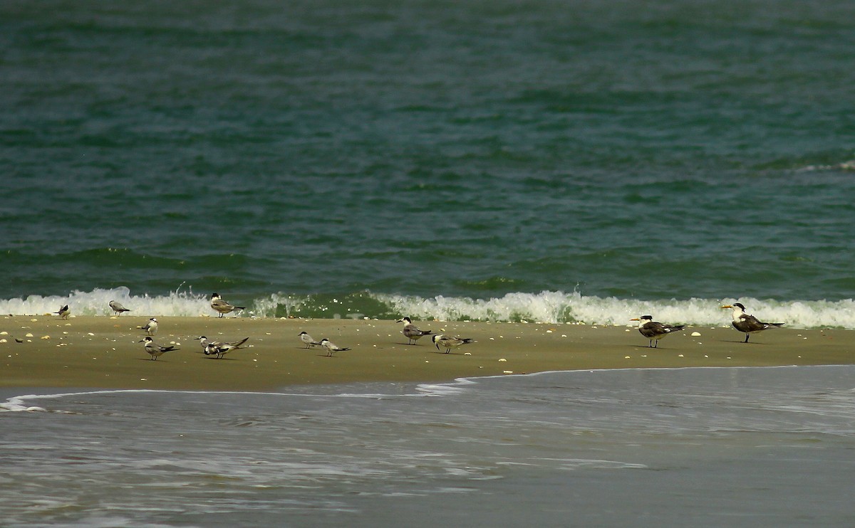 Great Crested Tern - ML459713581