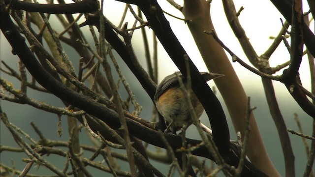 Mésange à plumet noir - ML459714