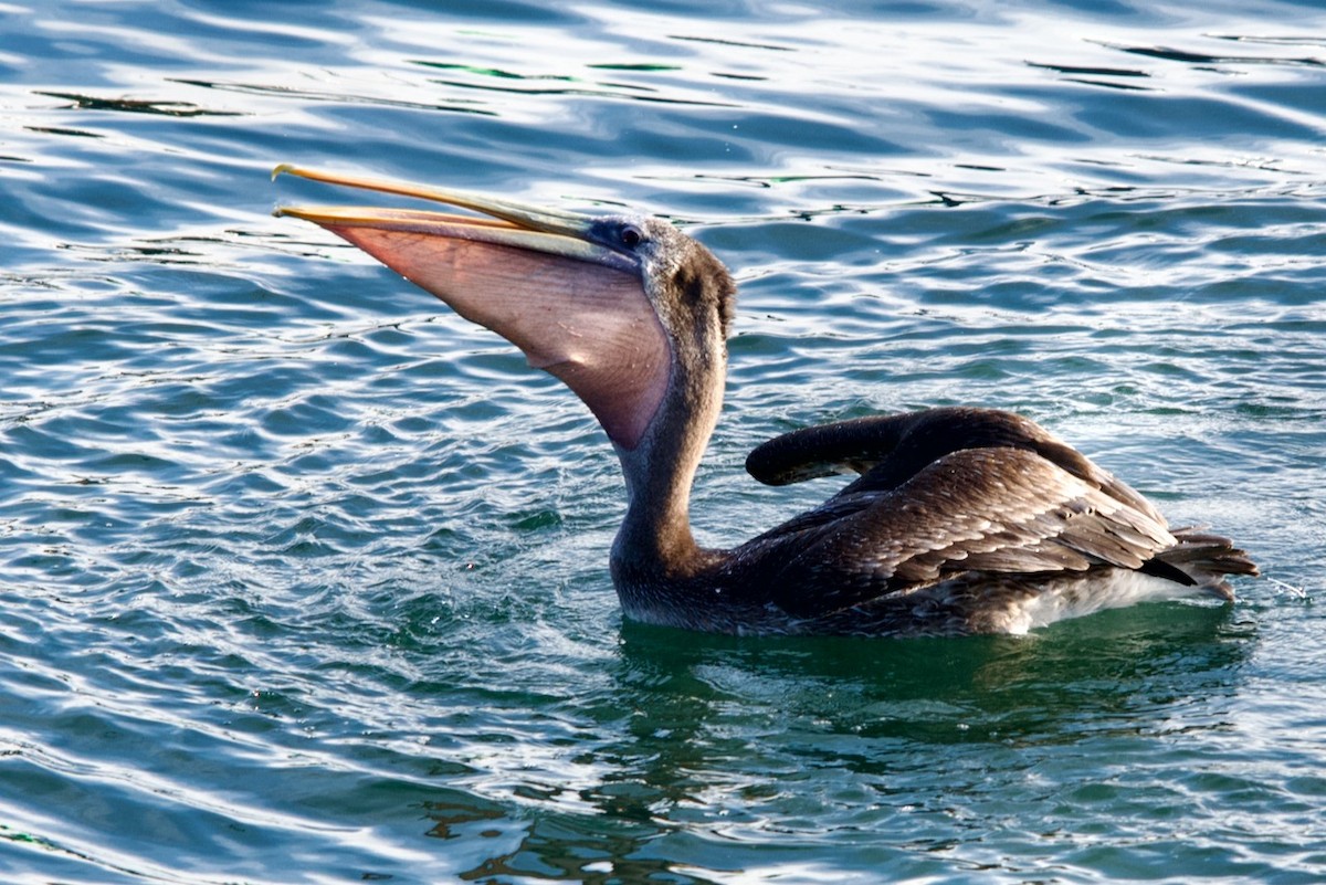 Peruvian Pelican - ML459714991