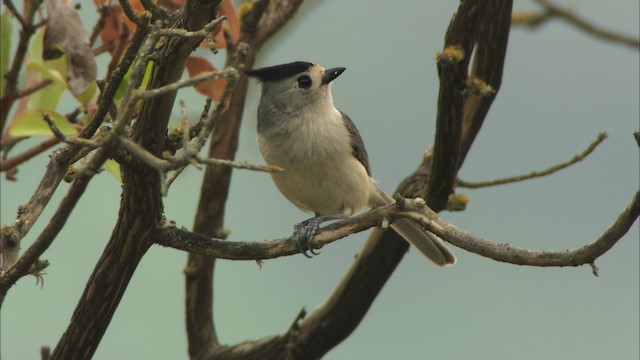 Mésange à plumet noir - ML459715