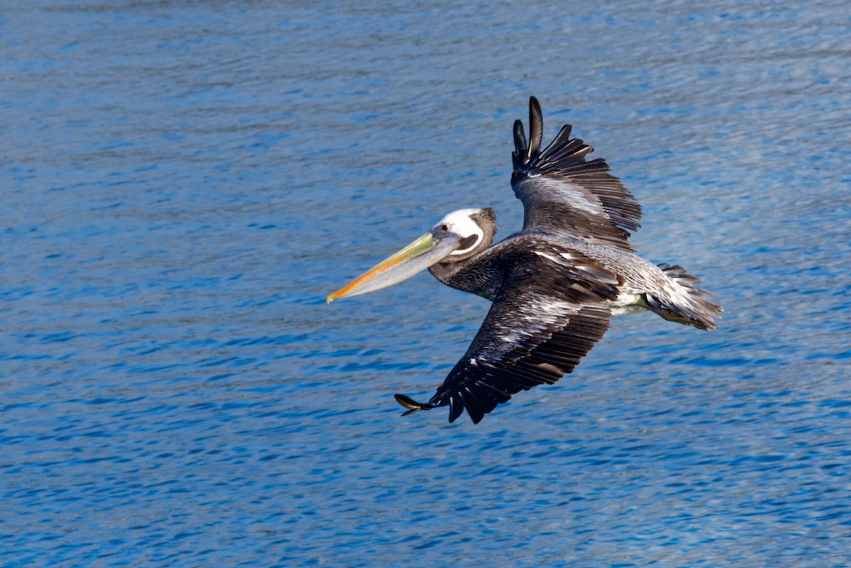 Peruvian Pelican - David Nowell