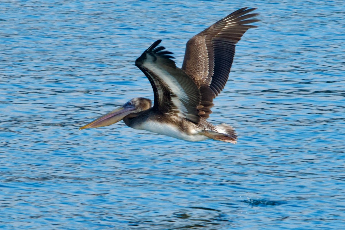 Peruvian Pelican - ML459715021