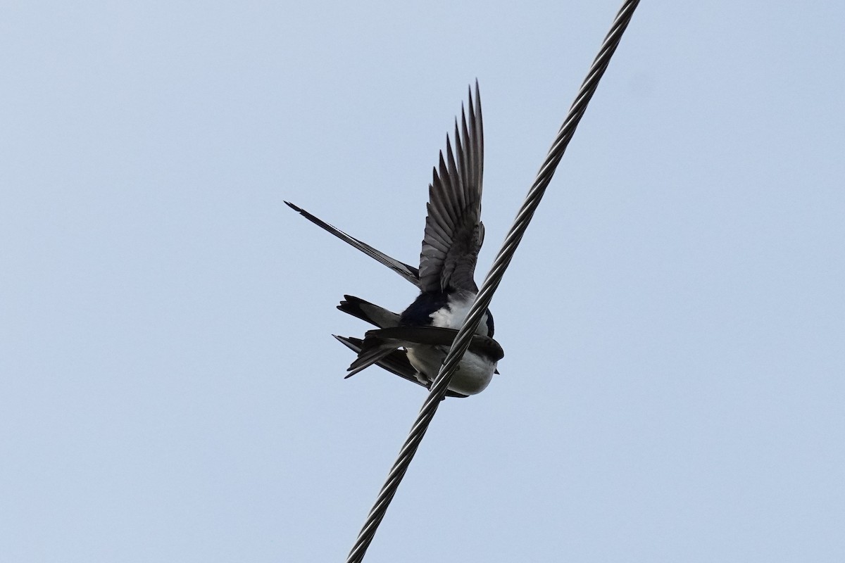 Tree Swallow - ML459715301