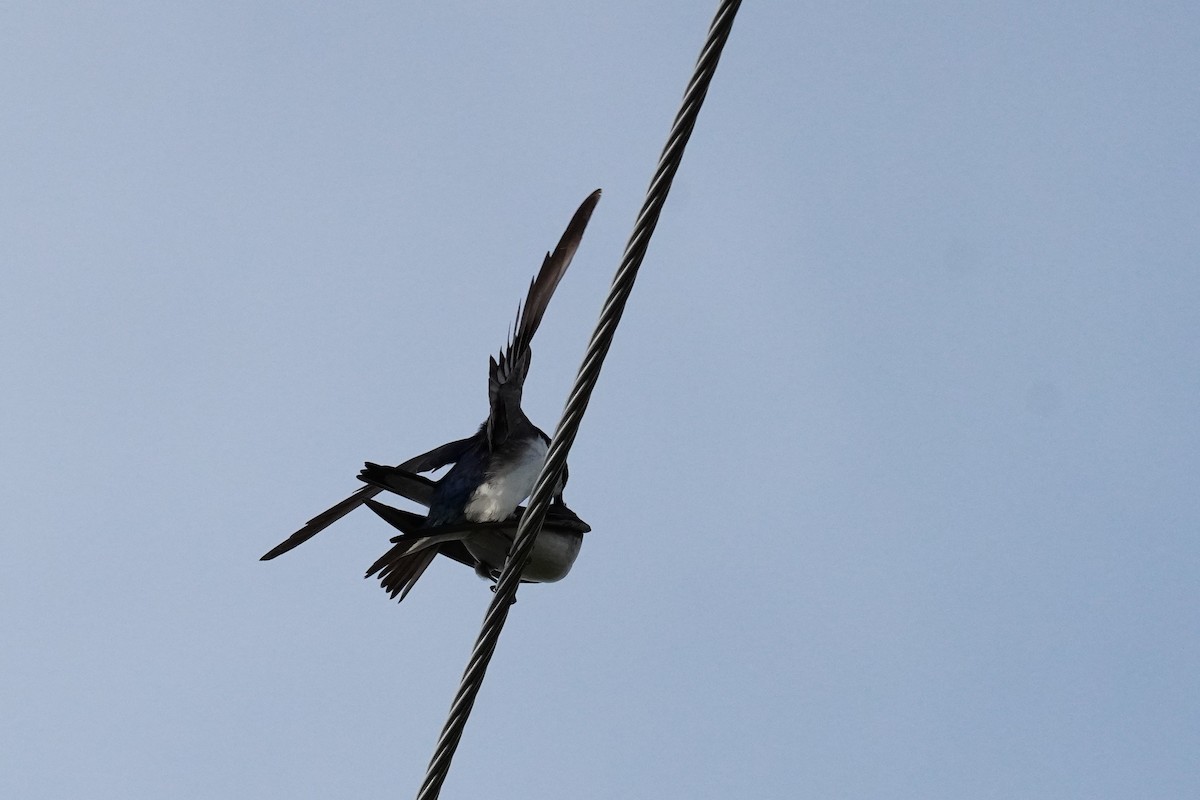 Tree Swallow - ML459715331