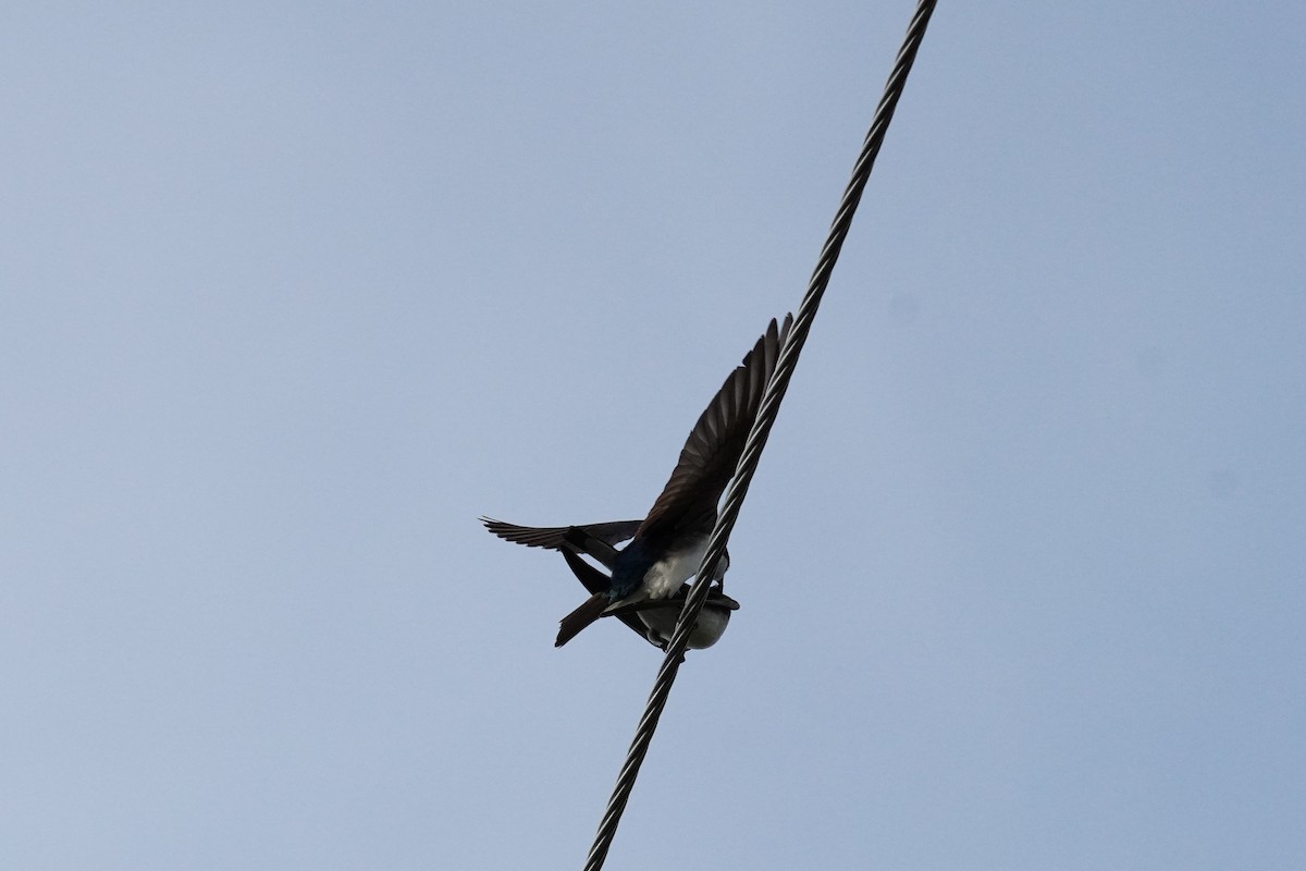 Tree Swallow - ML459715381