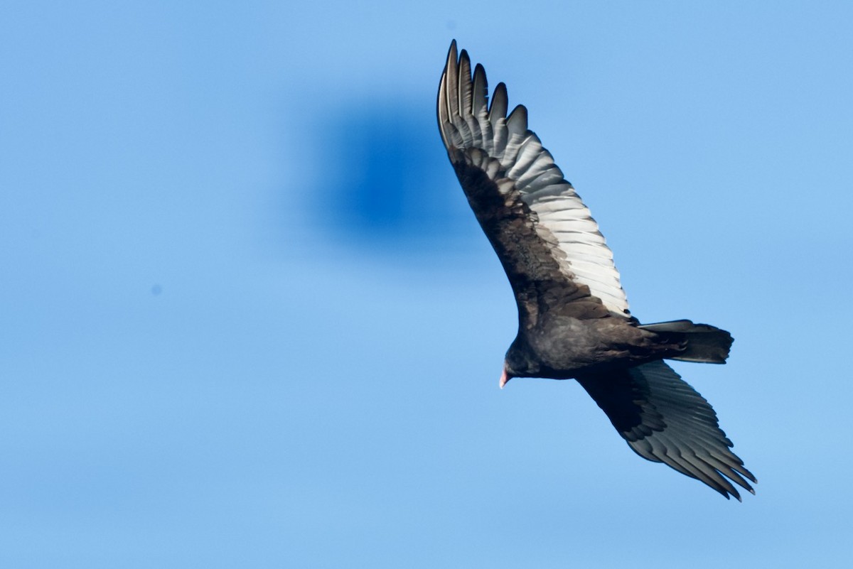 Turkey Vulture - ML459715431