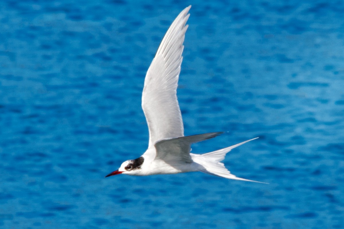 South American Tern - ML459715561