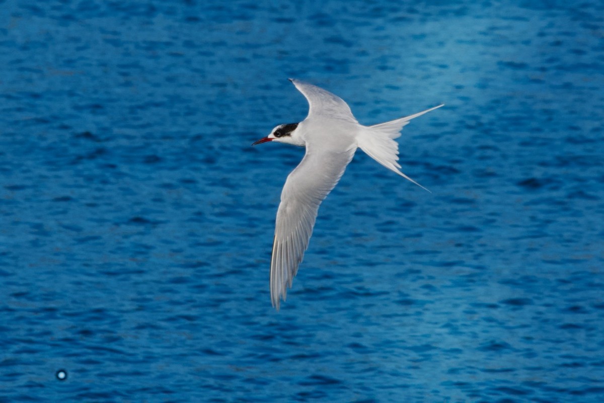 South American Tern - ML459715591