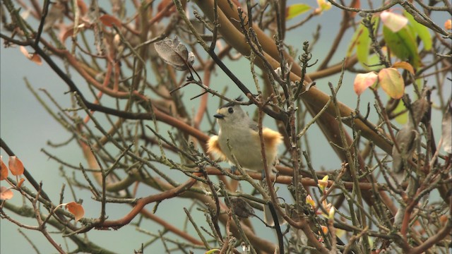 Black-crested Titmouse - ML459716