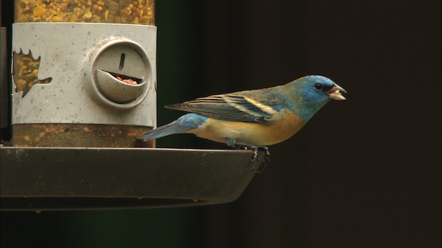 Lazuli Bunting - ML459717